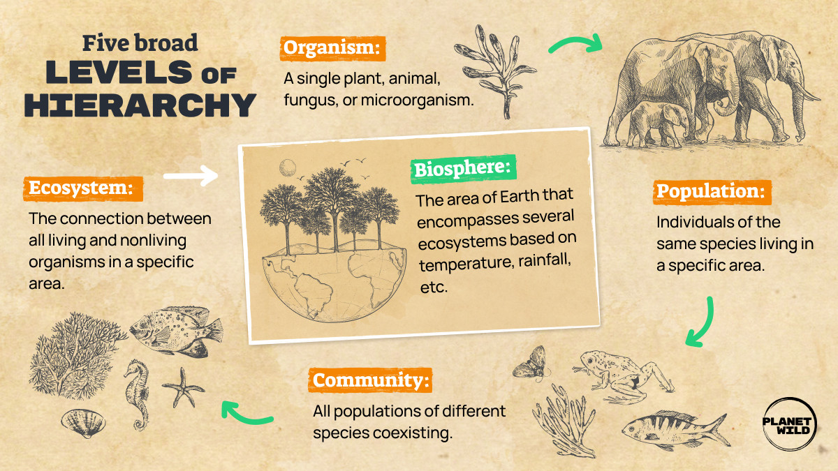 A Guide to Keystone Species Definition & examples · Wild